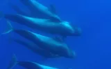 pilot whales