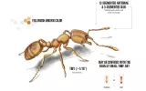 Pharaoh Ants Control Services Awesomepest