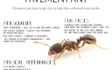 Pavement Ants Treatment Toronto Awesomepest